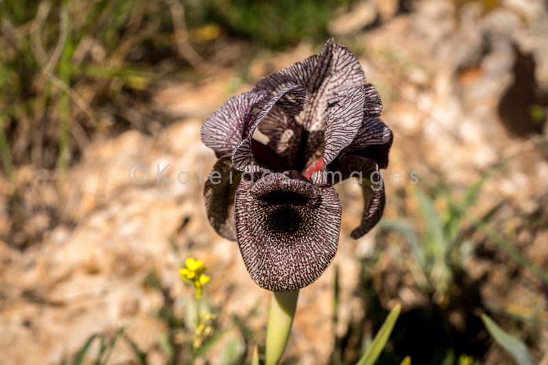 Al Arz;Iris;Iris Cedreti;Kaleidos;Kaleidos images;Lebanon;Middle East;Near East;Proche Orient;Tarek Charara;Flowers;Endemic;Endangered species;Endemic species;Critically endangered;Critically endangered species